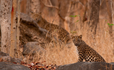Pench Winter Photography Tour