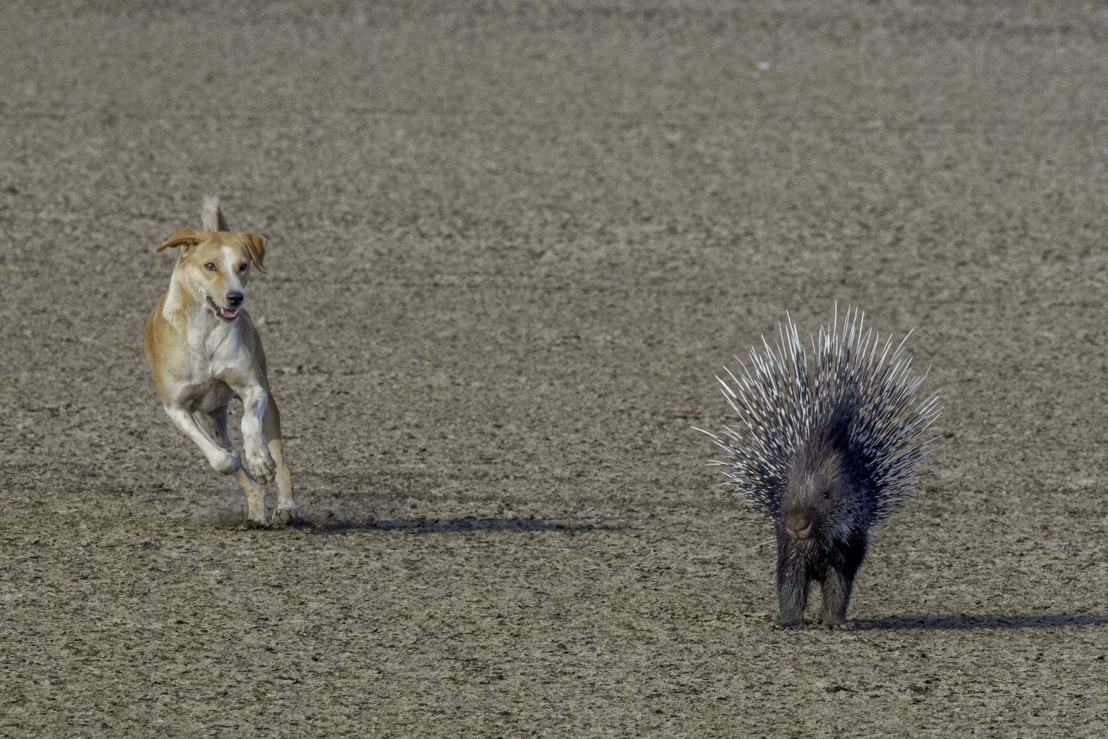 FERAL DOGS CHASING PORCUPINE